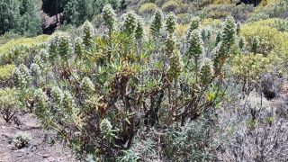 2023-04-GranCan-Roque_Nublo-018.jpg